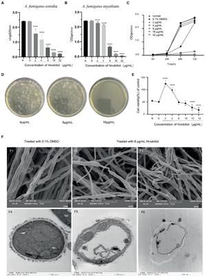 Hinokitiol inhibits Aspergillus fumigatus by interfering with the cell membrane and cell wall